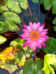 Purple lotus bloom in the pool6