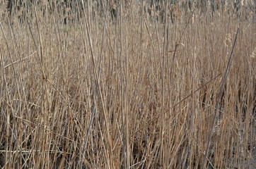 Obraz premium Sucha trzcina pospolita, po zimie, Phragmites australis