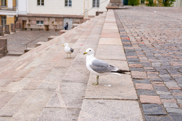 Common gull on the stairs of Helsinki Cathedral (St Nicholas' Church), Helsinki, Finland