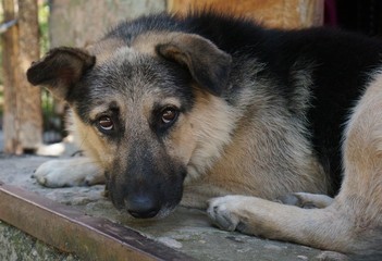 german shepherd dog
