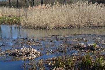 Bajorko, grzęzawisko wczesną wiosną