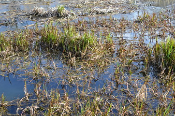 Mokradła wczesną wiosną © Ewa