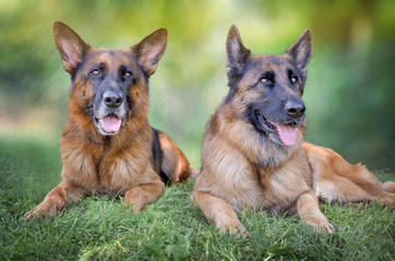 German shepherds lying in the grass posing for camera