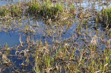 Mokradła wczesną wiosną