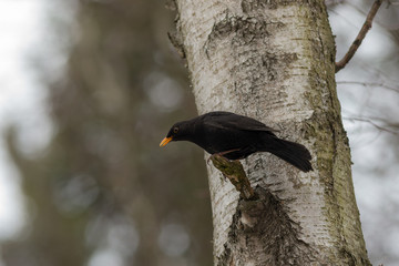 blackbird on a tree