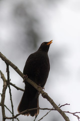 blackbird on a tree