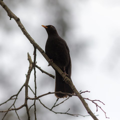 portrait of a blackbird