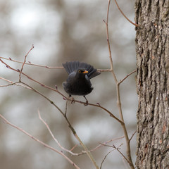 portrait of a blackbird