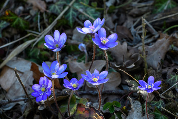Leberbl&uuml;mchen bl&uuml;hend im Wald im Sonnenlicht