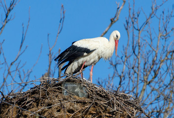 Stork nesting on top of lamp post.
