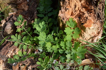 Glistnik jaskółcze ziele, młoda roślina wczesną wiosną, Chelidonium majus - obrazy, fototapety, plakaty
