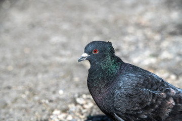 Birds Pigeons