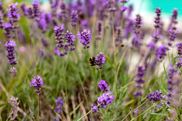 Fleissig unterwegs © deraugenzeuge