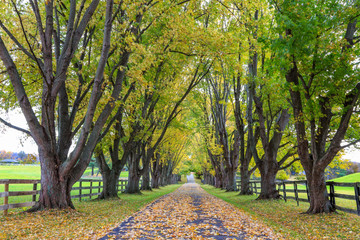 Tree Lined Country Lane in Autumn