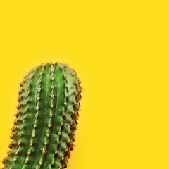 One green succulent cactus closeup on yellow. Spiny cactus. Green plant for natural background. Bright colors