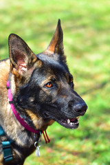 German dog in a garden