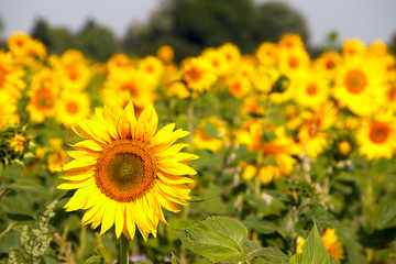 sunflower field
