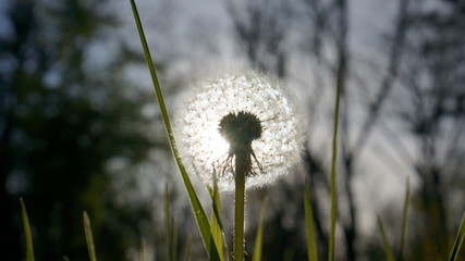 dandelion on green background of grass