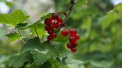 branch of red currant on green background