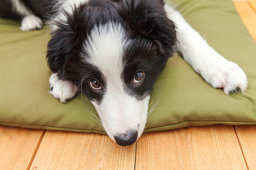 Funny portrait of cute smilling puppy dog border collie indoor. New lovely member of family little dog at home gazing and waiting for reward. Pet care and animals concept