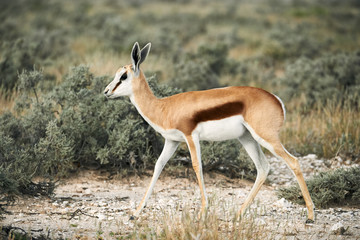 Naklejka na ściany i meble Young springbok walking in the savannah.
