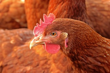 Legehuhn der Rasse Lohmann Brown in Freilandhaltung
