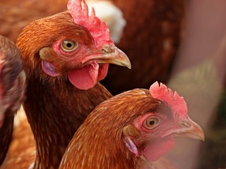 Hühner der Rasse Lohmann Brown in Freilandhaltung