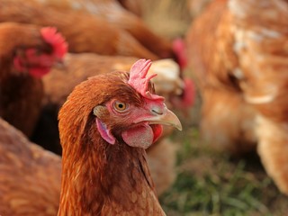 Legehuhn der Rasse Lohmann Brown in Freilandhaltung