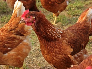 Hühner der Rasse Lohmann Brown in Freilandhaltung