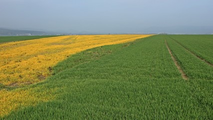 Mit Glyphosat gespritztes Feld im März
