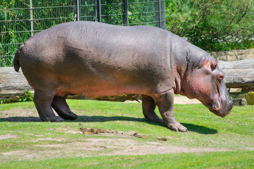 Hippopotamus or hippo on lawn. Side view