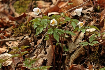 Blühende Buschwindröschen (Anemone nemorosa)