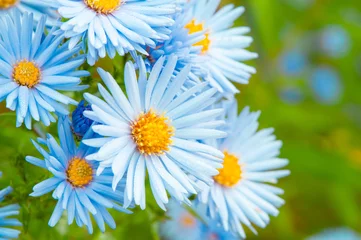 Schilderijen op glas Gropu of blue spring daisy flowers in garden © Edgie