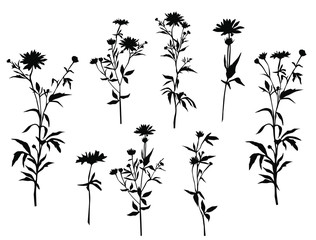 Set of silhouettes of flowers chamomile, daisy, wild flowers, vector, black  color, isolated on white background