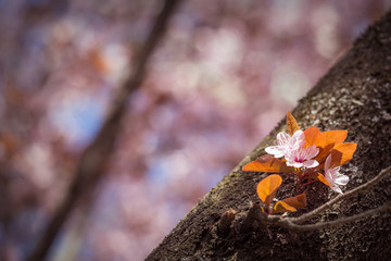 Kirschblüte