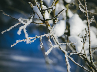 branches covered with snow