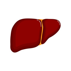 Human liver anatomy icon. flat cartoon style. bright and cute. Isolated on white background. vector illustration.