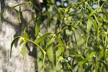 Blumen im Frühling in der Sonne