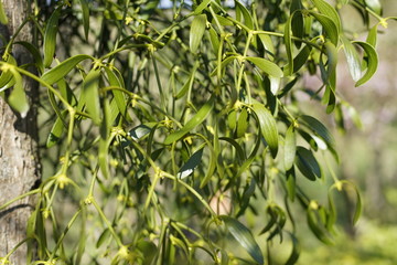 Blumen im Frühling in der Sonne