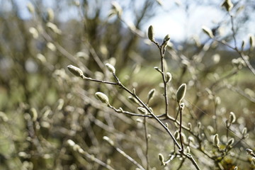Blumen im Frühling in der Sonne