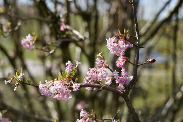 Blumen im Frühling in der Sonne