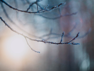 branch of tree with drops of water