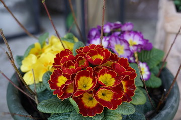 Blumen im Frühling in der Sonne