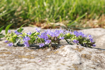 Blue hyssop flowers in the garden on the rocks. Hyssop is a beautiful spice and medicinal herb.
