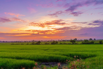 Rice field Green Thailand countryside with beautiful cloudy sky on morning