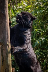 Fotobehang Black Jaguar © Andrew