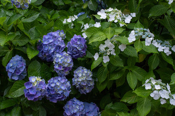 雨の中咲く紫陽花