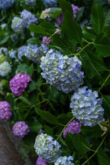 雨の中咲く紫陽花