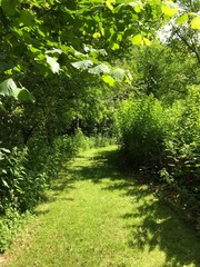 Chemin en gazon entre les broussailles au jardin botanique du domaine provincial de Vrijbroekpark à Malines