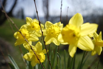 Blumen im Frühling in der Sonne